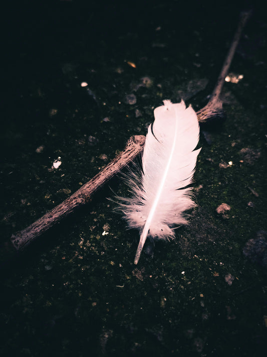 La Simbología de las Plumas: Mensajes del universo y la conexión con lo divino