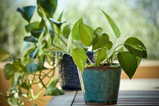 Plantas para un lugar armonioso y emocionalmente beneficioso